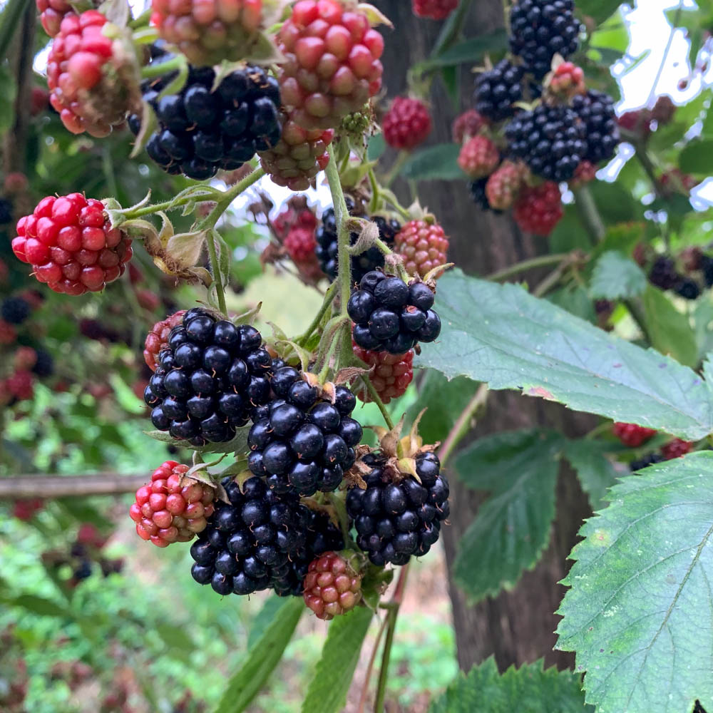 Brombeere 'Triple Crown'