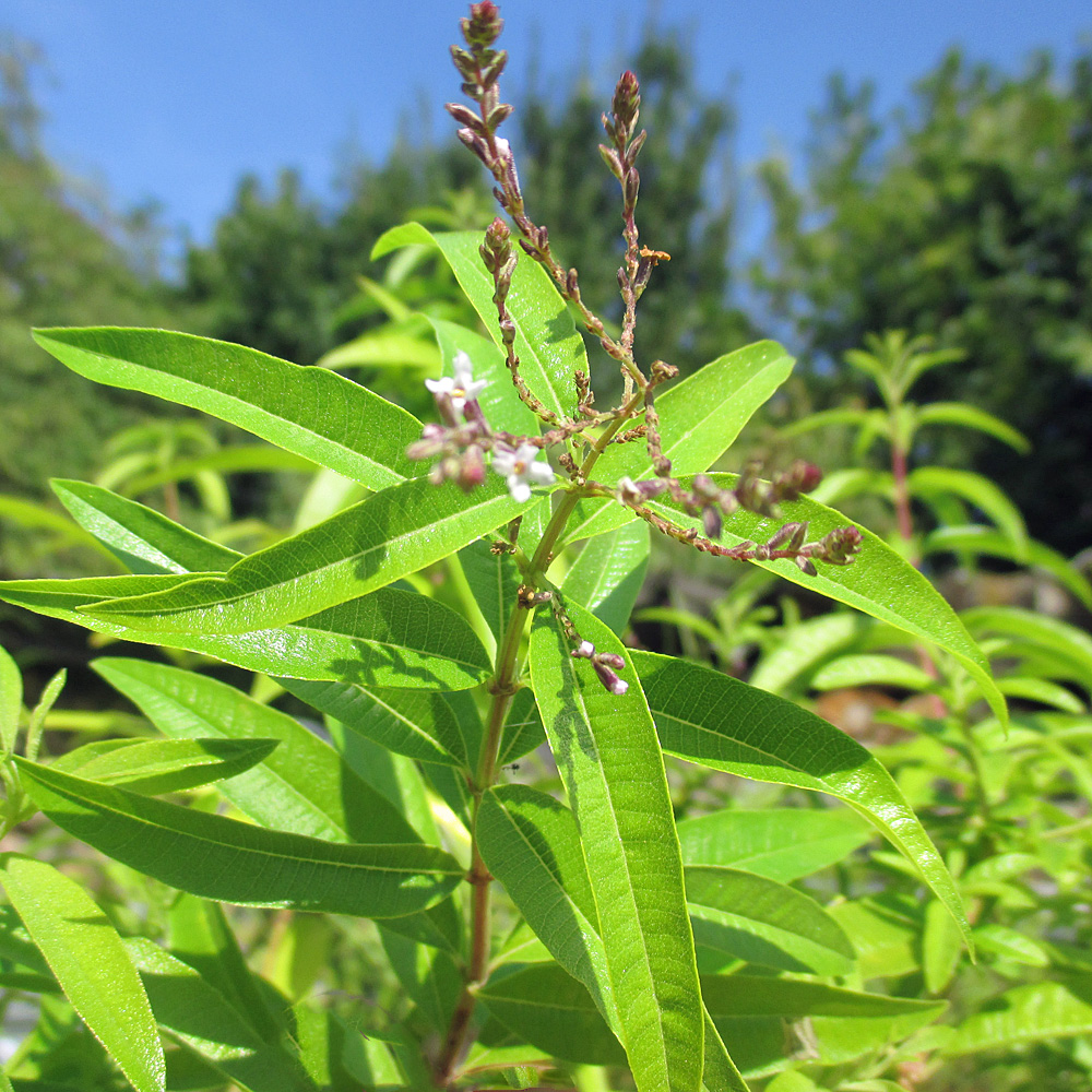 Teepflanze, Aloisia, ´Zitronenverbene