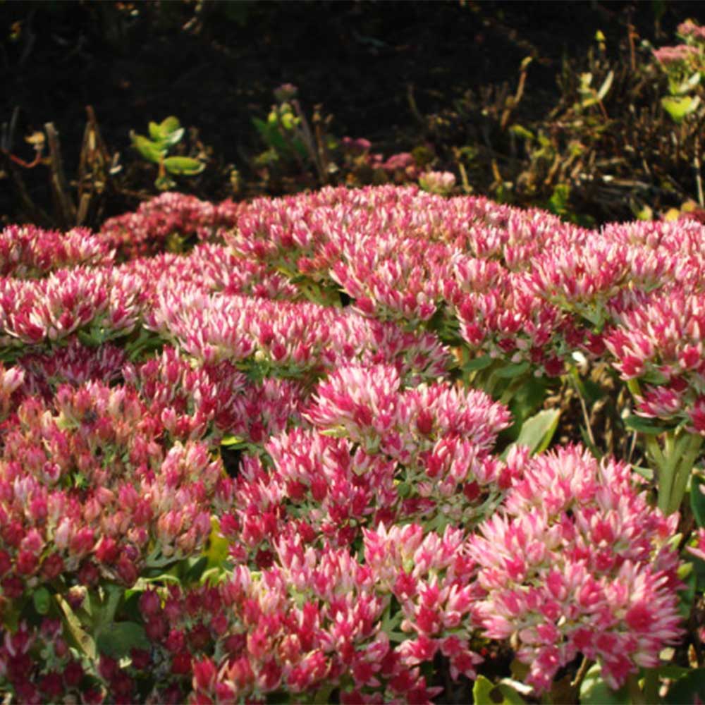 Fetthenne 'Red Cauli' ®