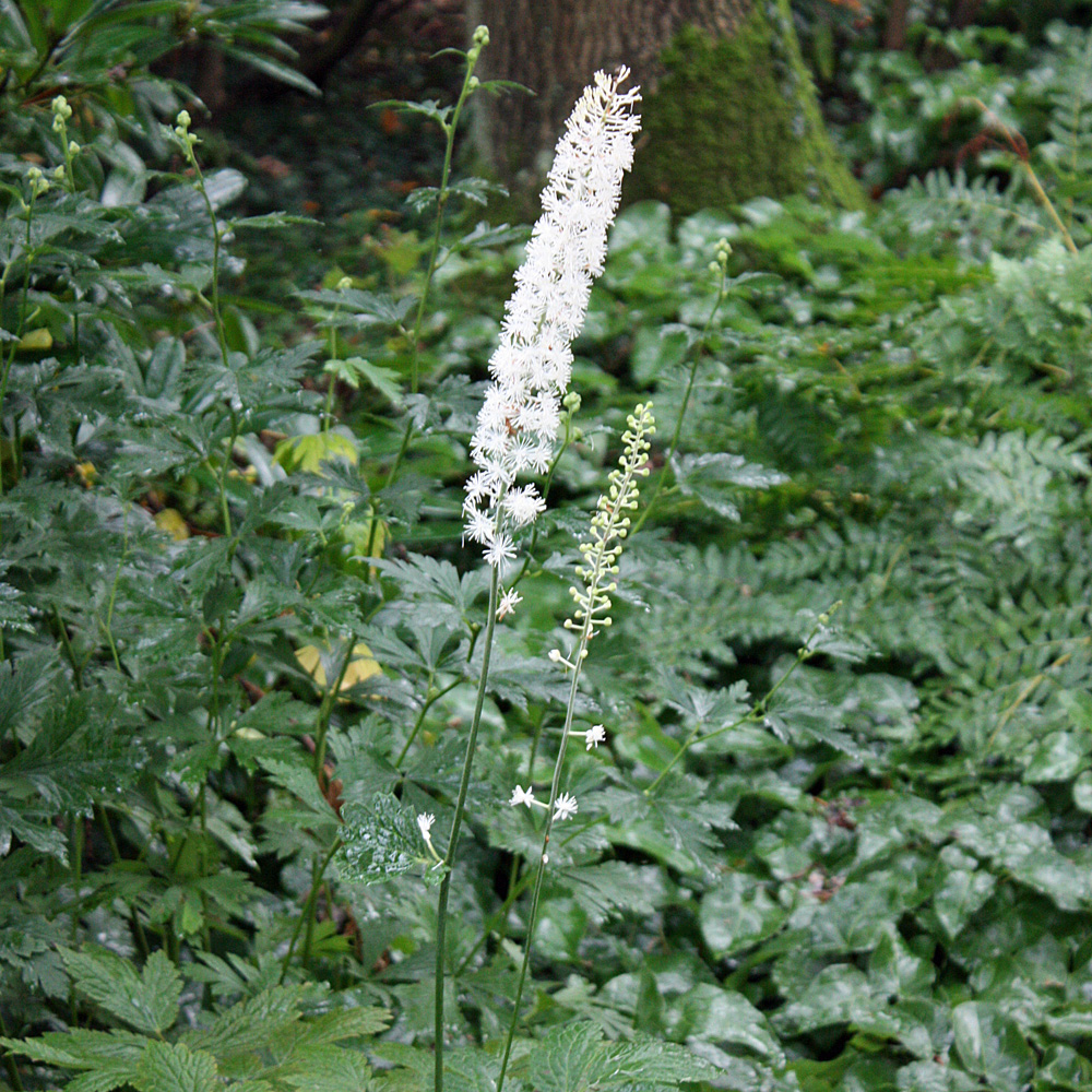 Silberkerze White Pearl, Blütenkerzen, Schattenpflanze