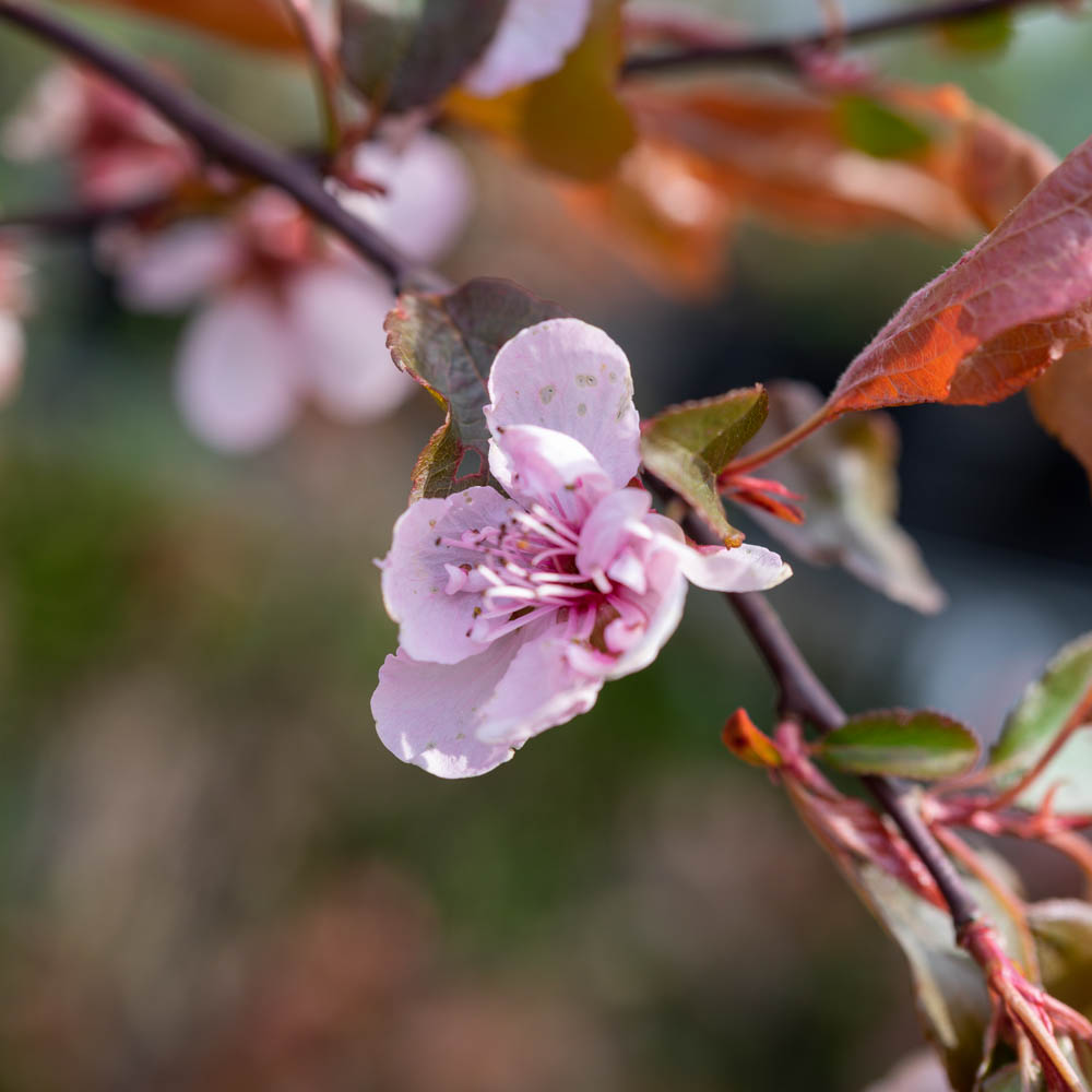 Blutpflaume 'Pleniflora'