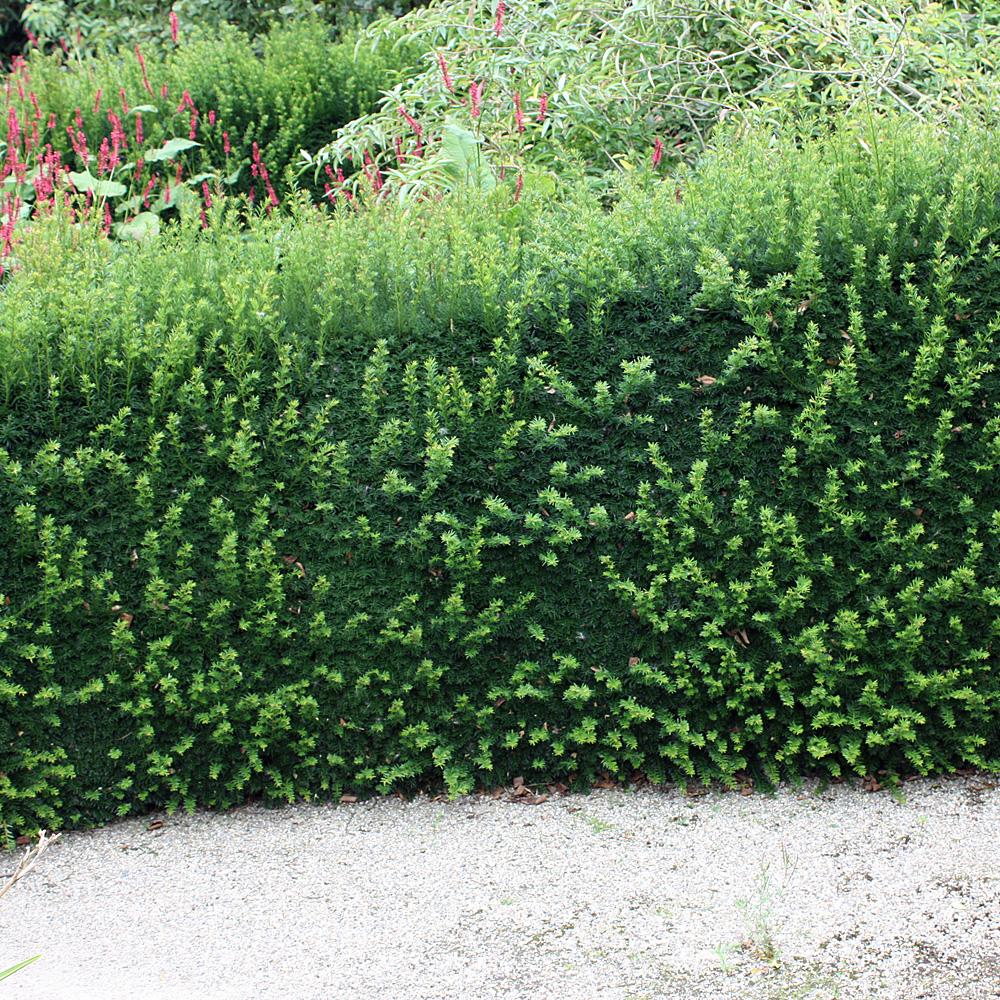 Eibe, immergrüne Hecke, Nadelgehölz