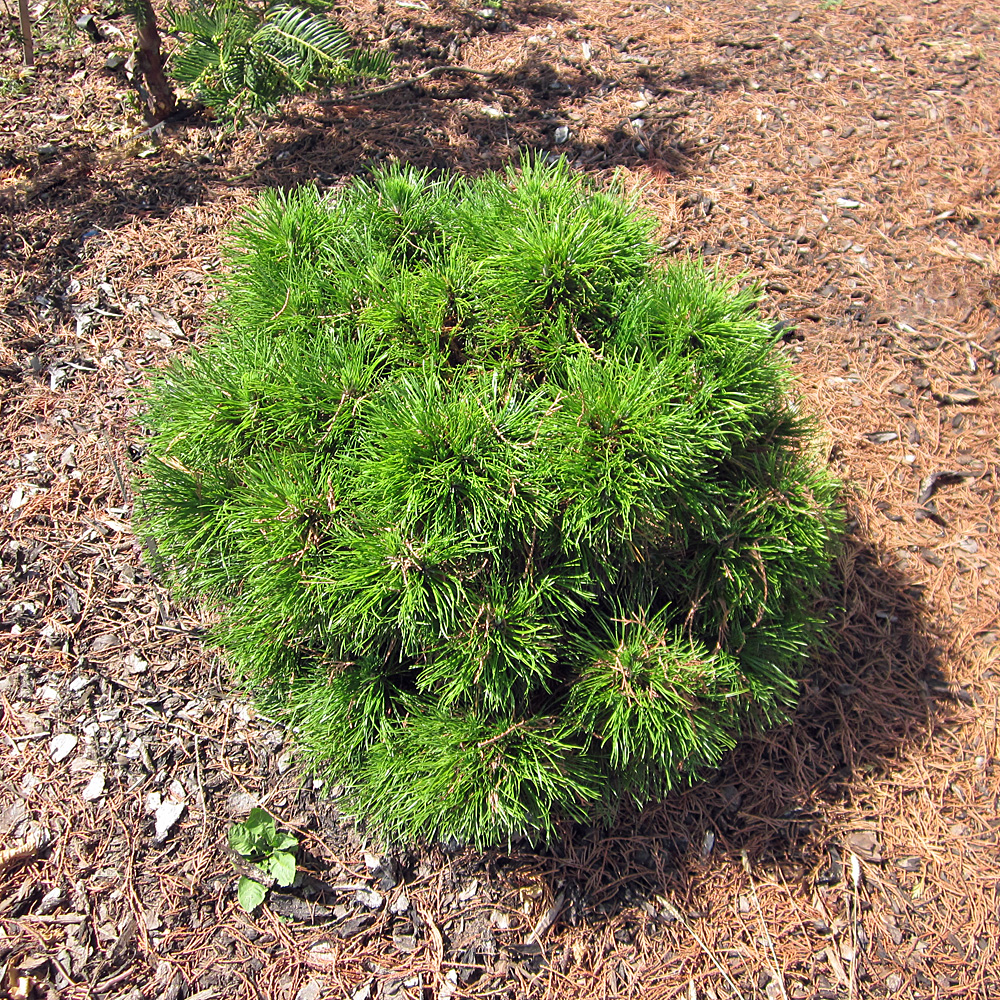 Bergkiefer Varella, Kiefer, Pinus, Immergrün, Grabbepflanzung