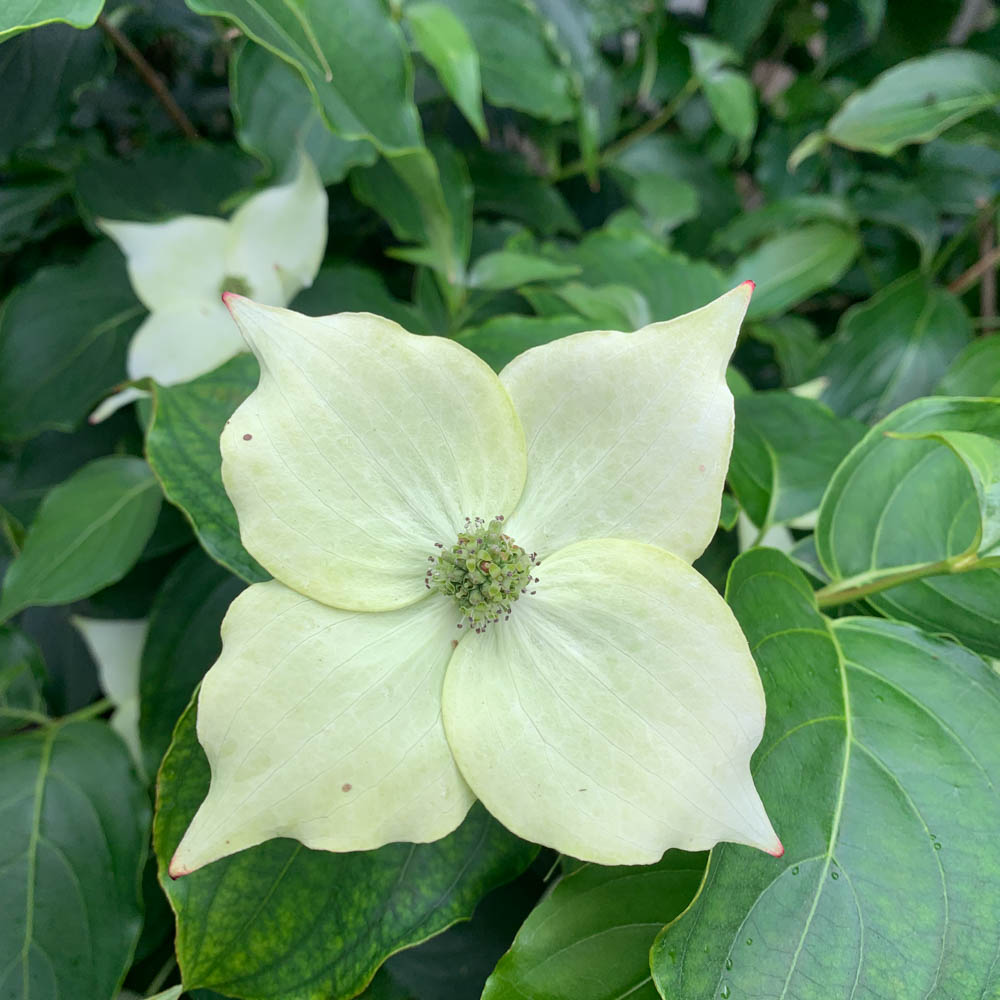 Chinesischer Blumenhartriegel 'Milky Way'