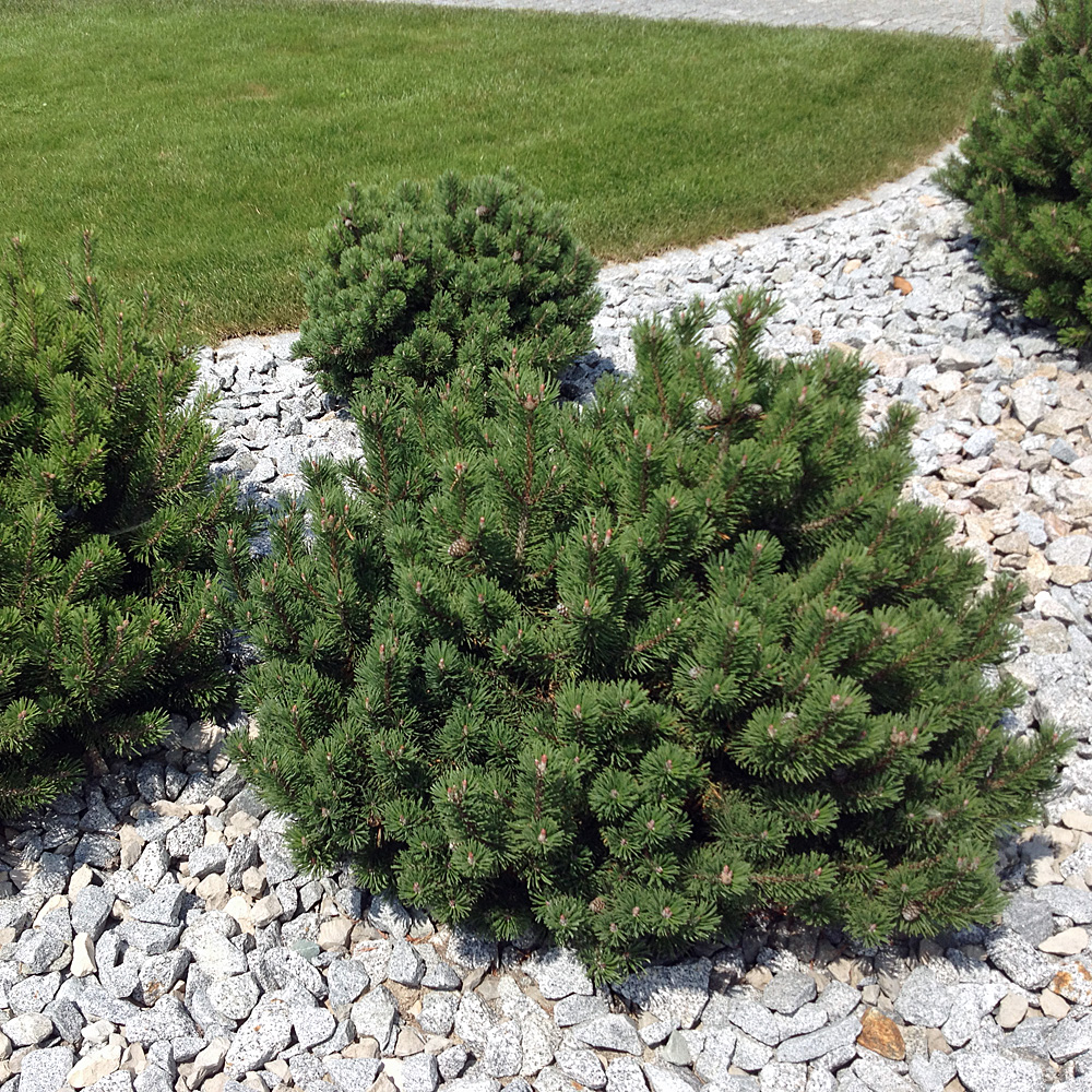 Kiefer, Krummholzkiefer, Pinus, Gehölz immergrün