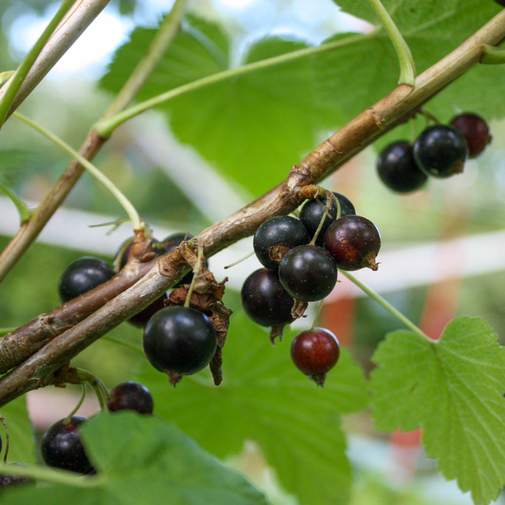 Schwarze Johannisbeere 'Tsema'