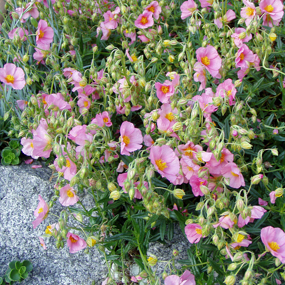 Sonnenröschen Lawrensons Pink, Helenium, 