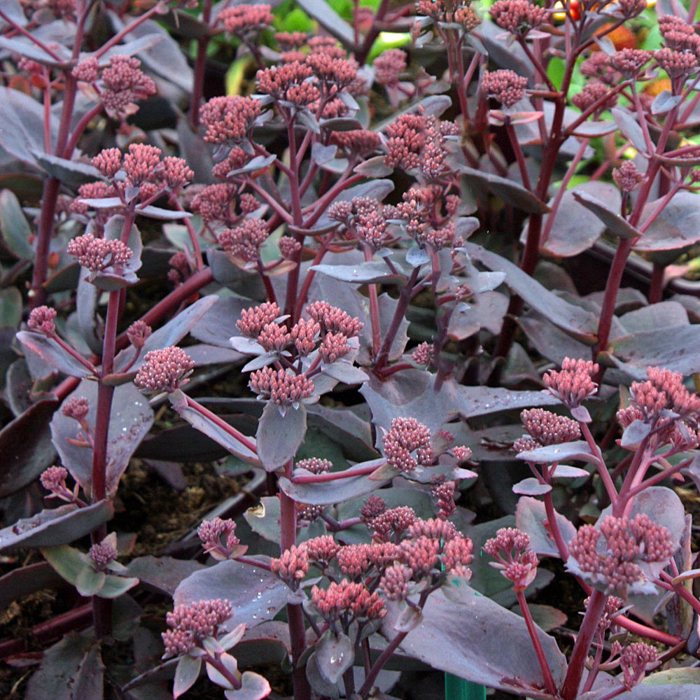 Fetthenne Black Beauty, Sedum, herbstblüher, Bienenweide