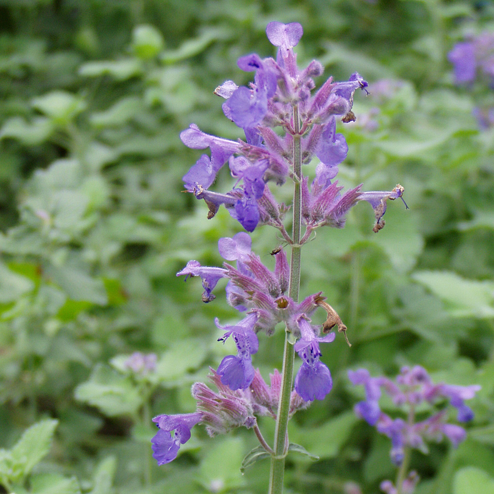 Katzenminze, Nepeta Walkers Low, Blütenpflanze, Bienenweide