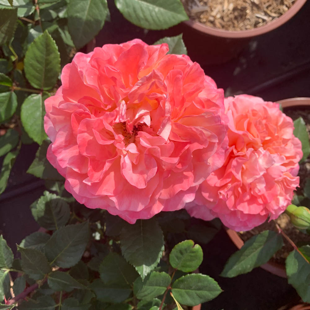 Edelrose Augusta Luise, Rose, Beetpflanze