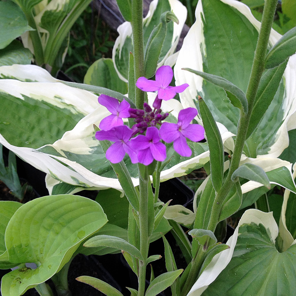 Nachtviole, Staudenpflanze, Blüte