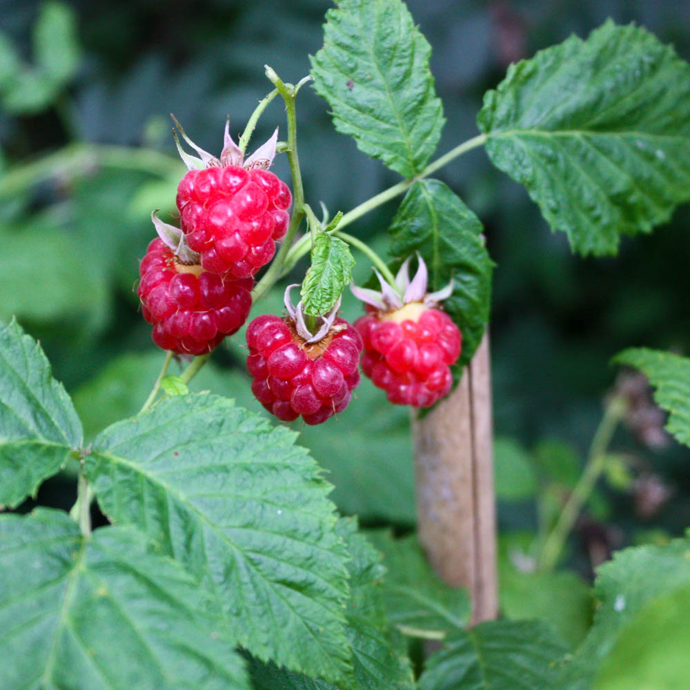 Sommerhimbeere 'Tulameen'