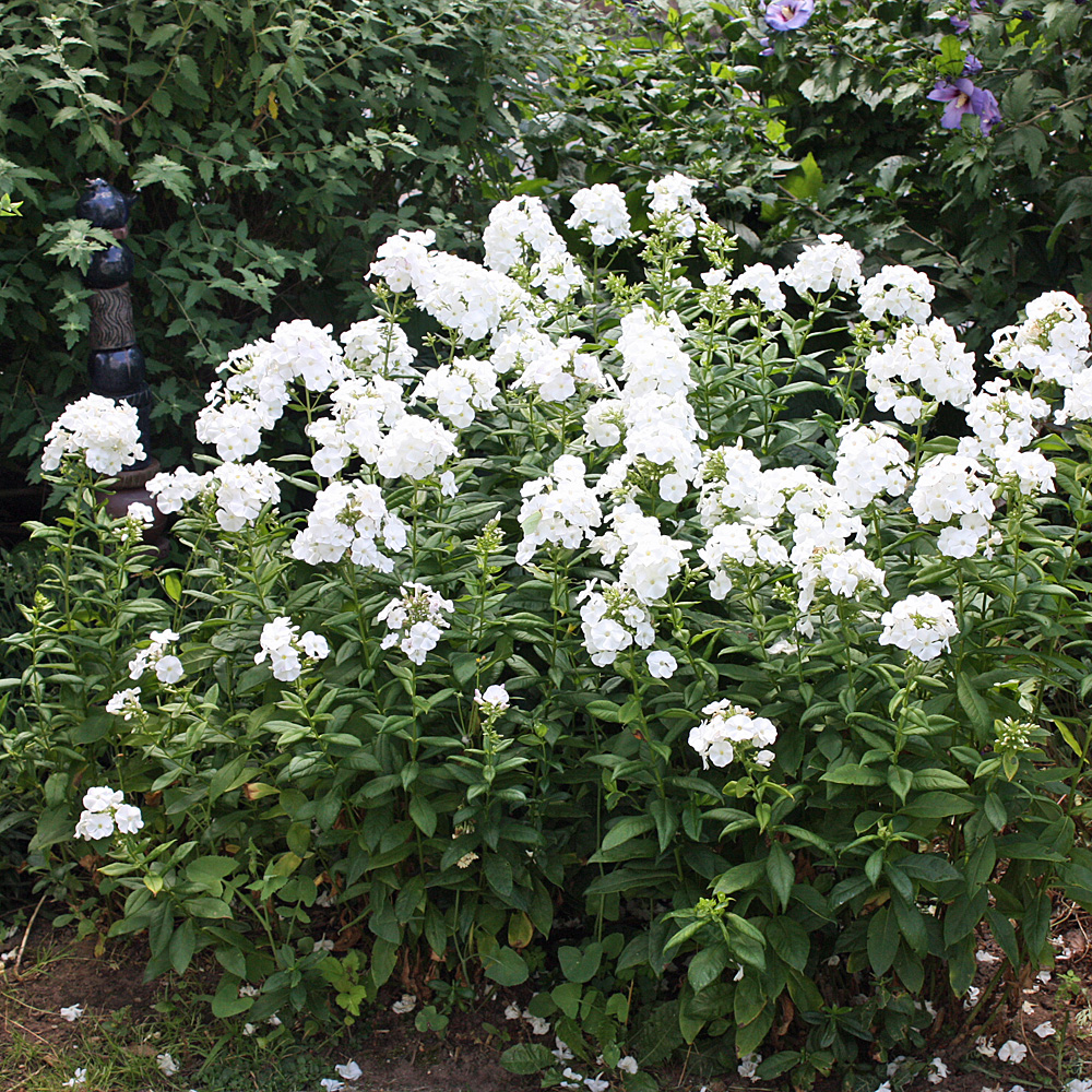 Phlox David, Flammenblume, Blütenstaude, Beetpflanze