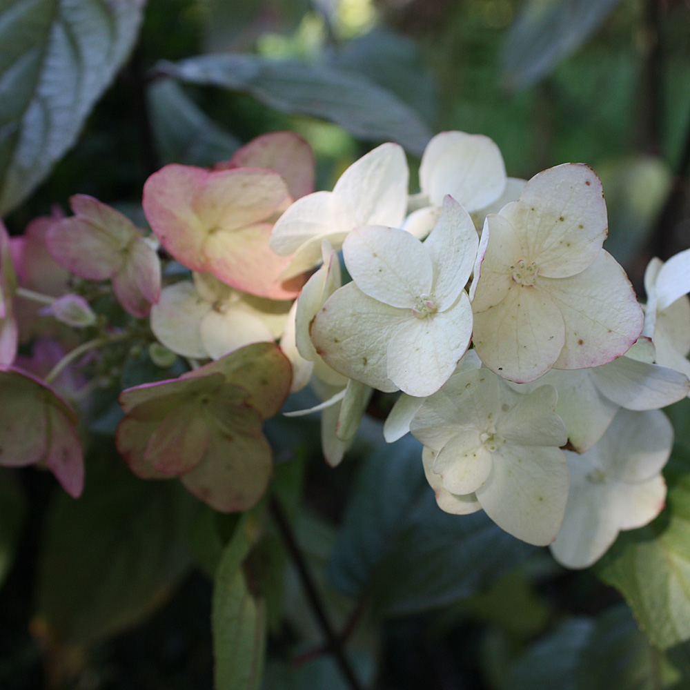 Rispenhortensie 'Mega Mindy'®