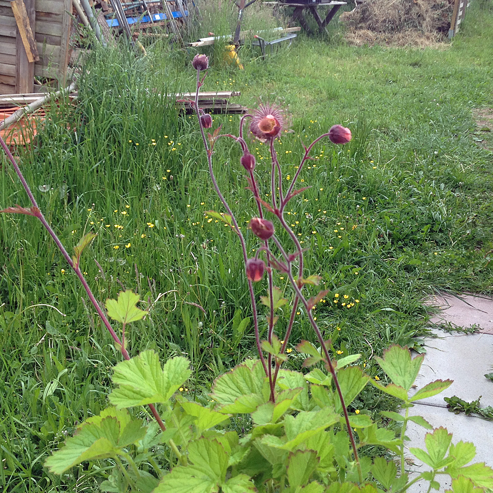 Wildstauden im Set