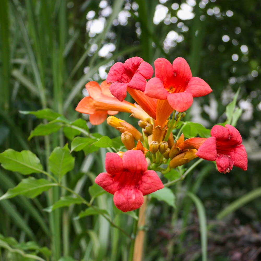Trompetenblume 'Flamenco'
