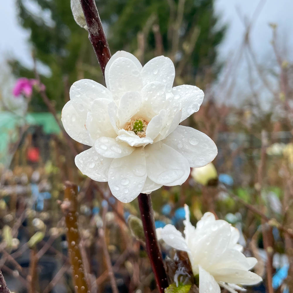 Magnolie 'Mag's Pirouette'
