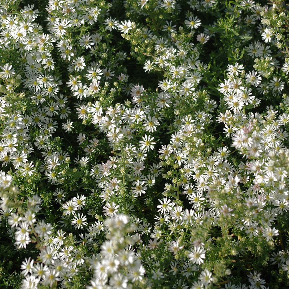 Myrtenaster ''Schneetanne'
