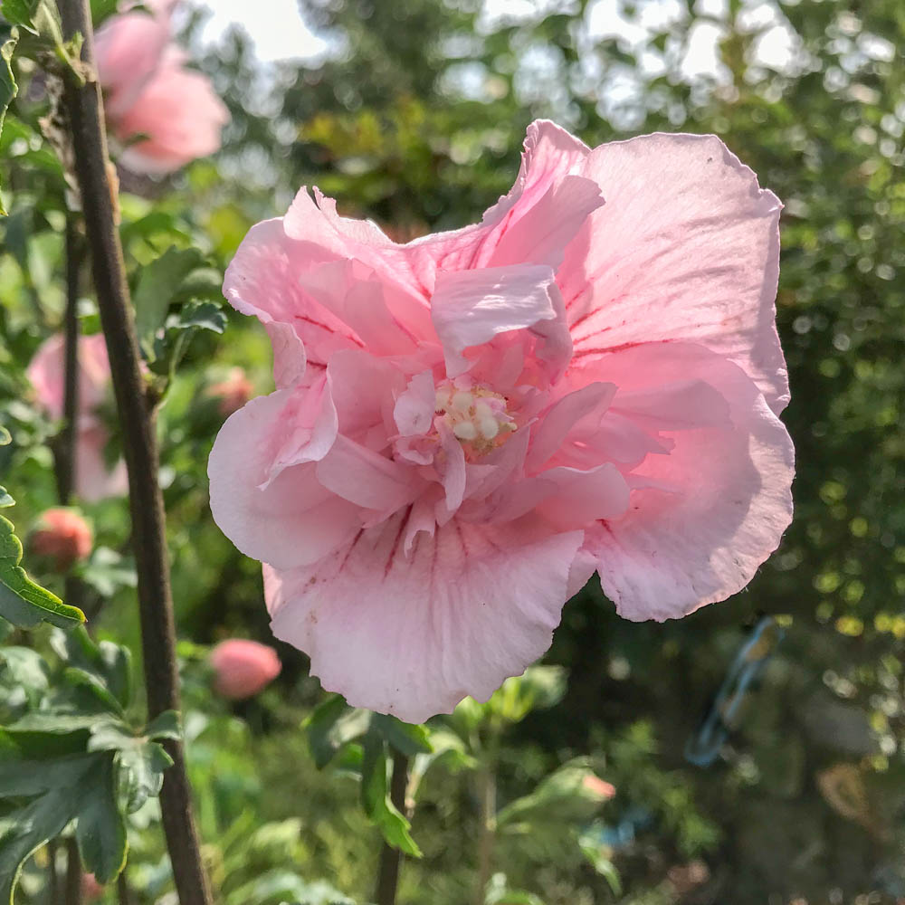 Hibiskus 'Pink Chiffon' ®