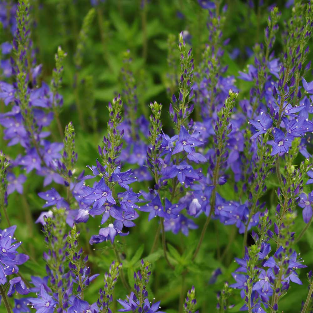 Ehrenpreis 'Shirley Blue'