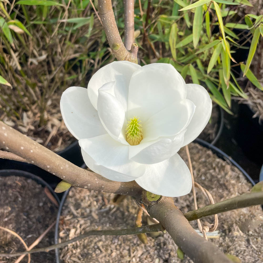 Magnolie 'Double Diamond'