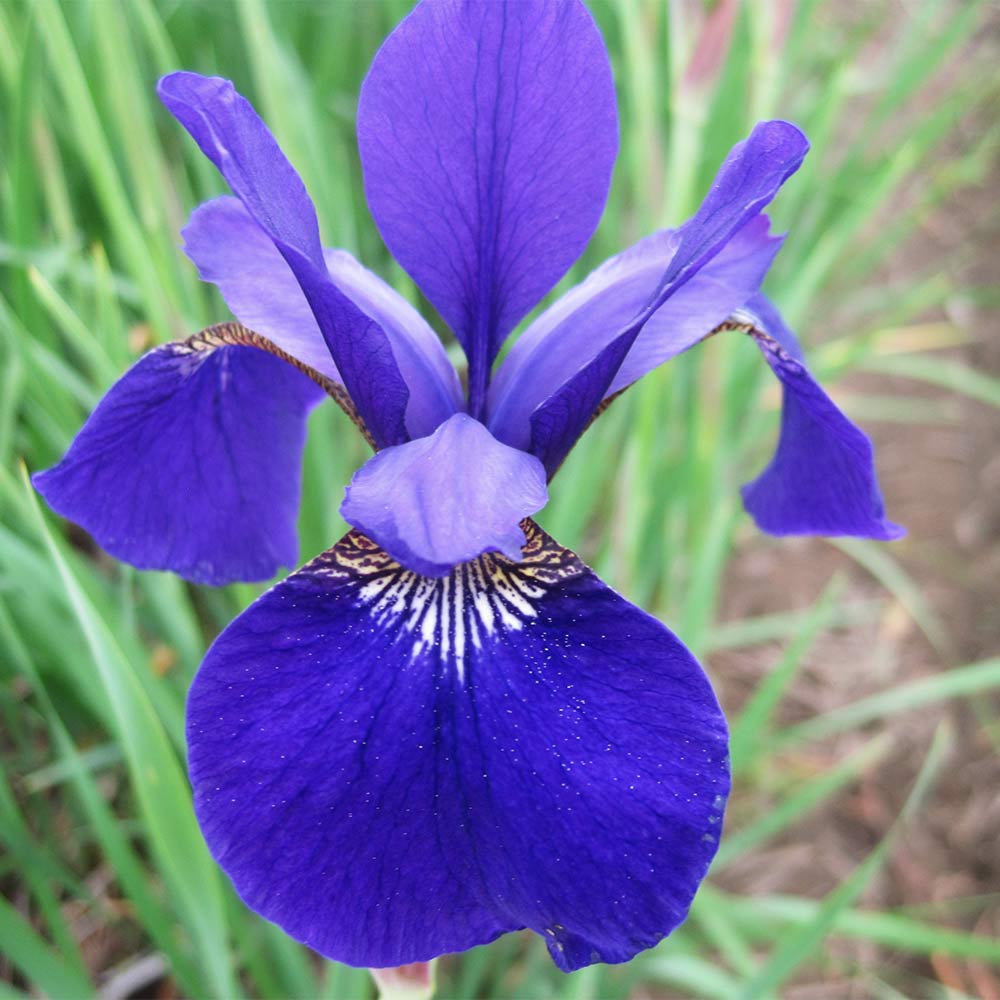 Sibirische Schwertlilie 'Caesars Brother'