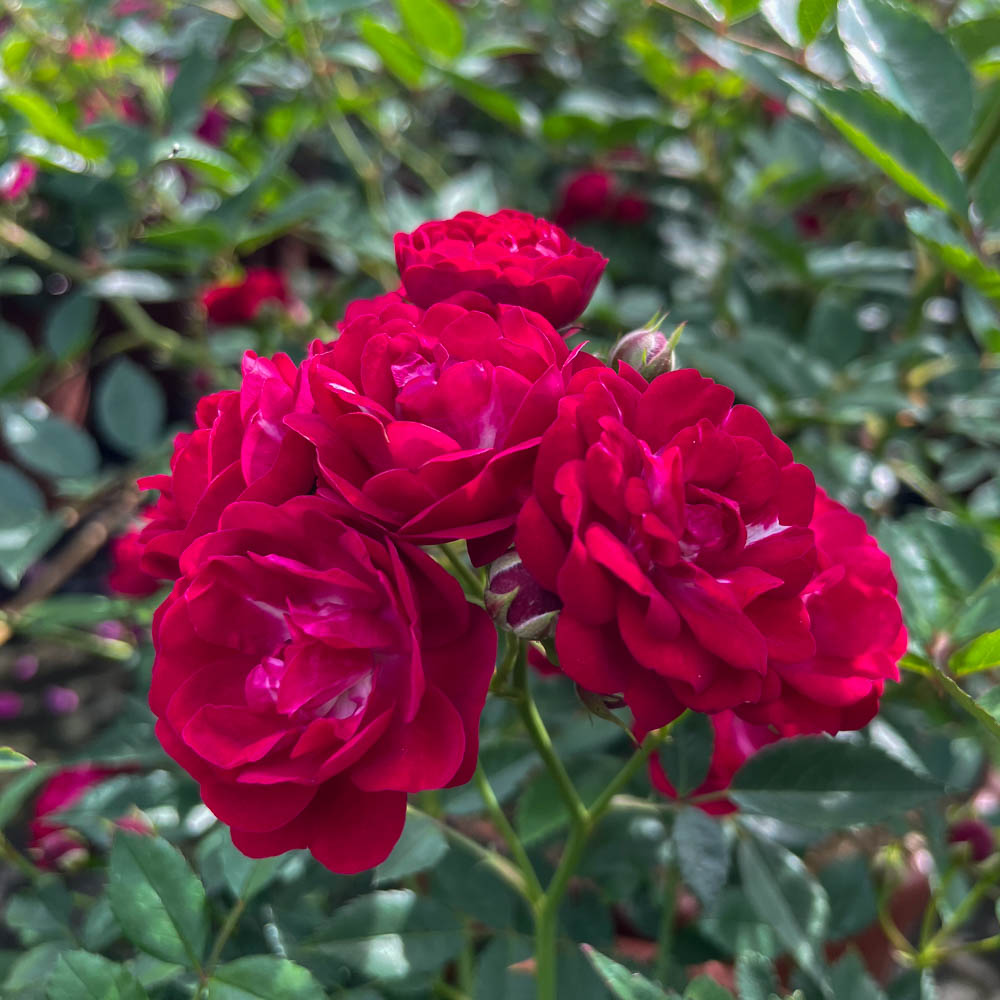 Kletterrose 'Perennial Domino'