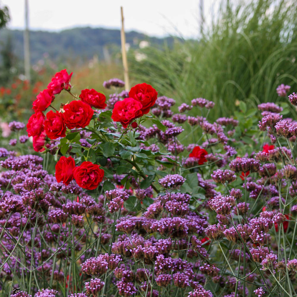 Kleines Argentinisches Eisenkraut 'Lollipop' ®