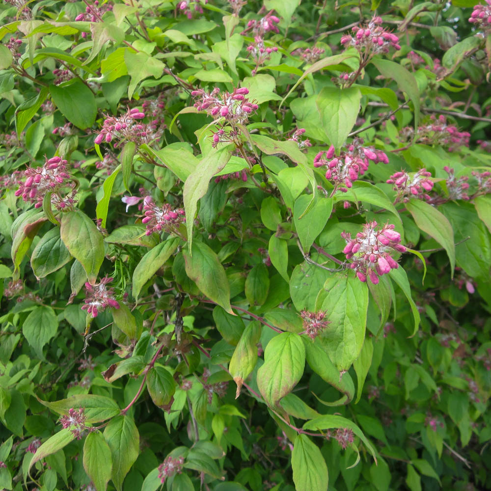 Kolkwitzie