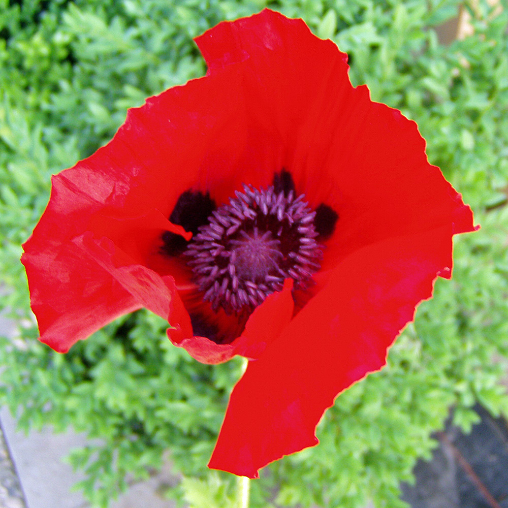 Kokardenblume Bremen, Beetstaude, Blütenpflanze