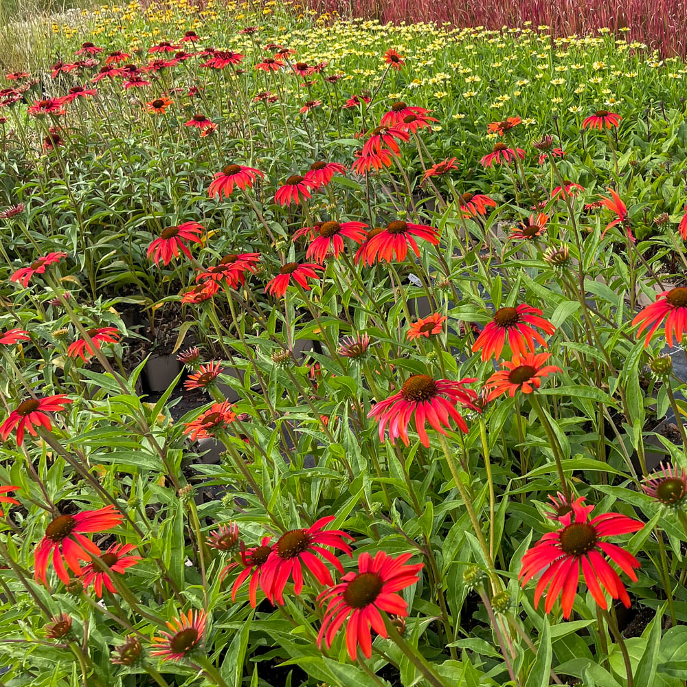 Sonnenhut Tomato Soup, Echinacea, Scheinsonnenhut