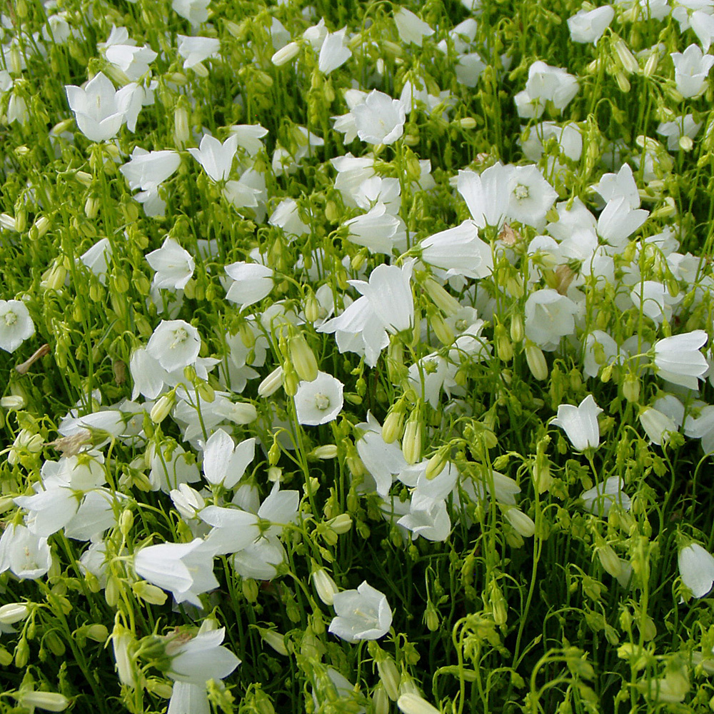 Zwerg Glockenblume White Baby, Sommerblüher