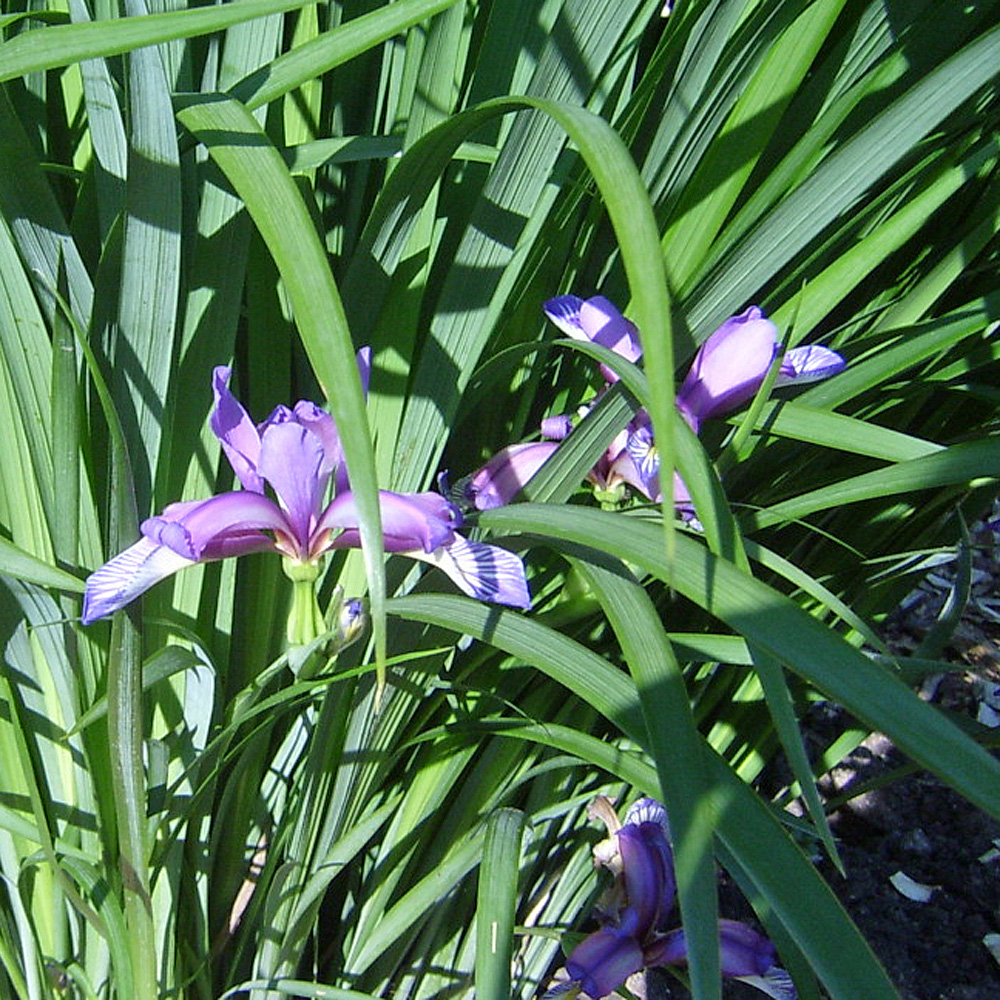 Pflaumeniris, Iris, Lilie, Blütenstaude