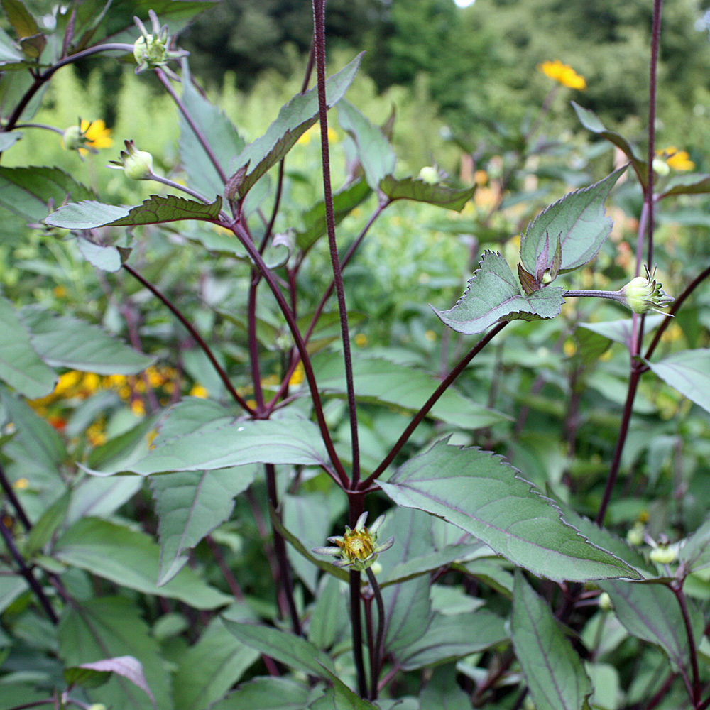 Sonnenauge Summer Nights, Heliopsis, Schnittblume