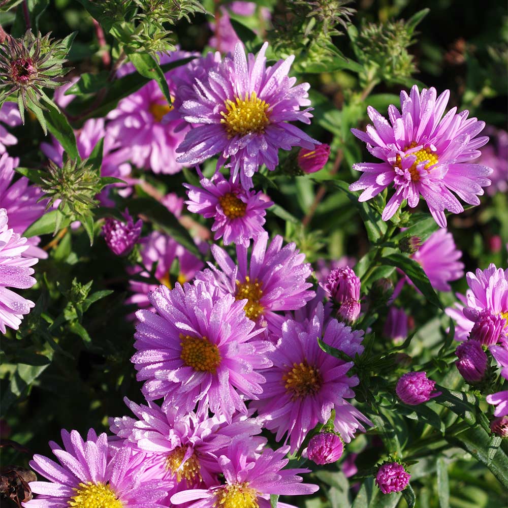 Glattblattaster 'Patricia Ballard'