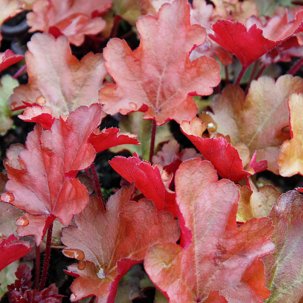 Purpurglöckchen Peach Flambe, Heuchera, Blattschmuckstaude
