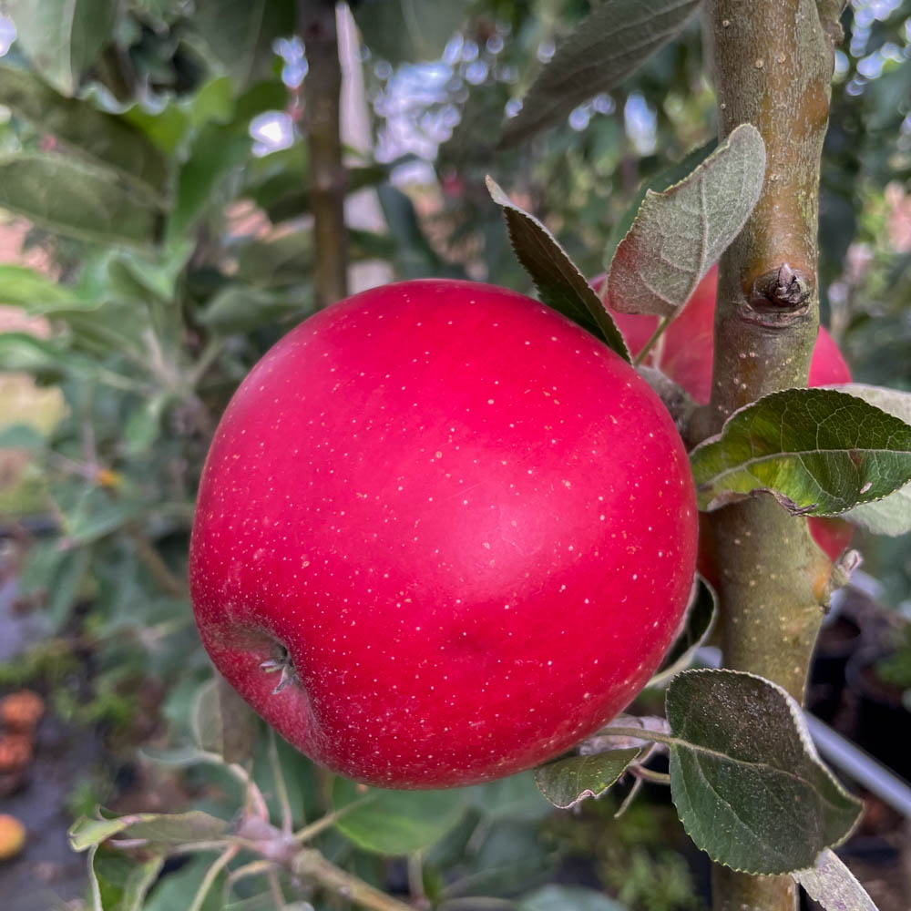Säulenapfel 'Redcats' ®