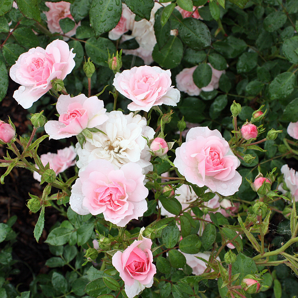 Beetrose Bonica 82, Rosa, Rose, Beetpflanze