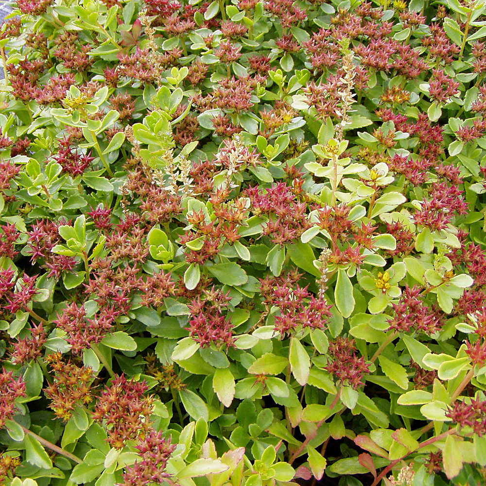 Kamtschatka Fettblatt, Sedum, Dachgarten, Steingarten