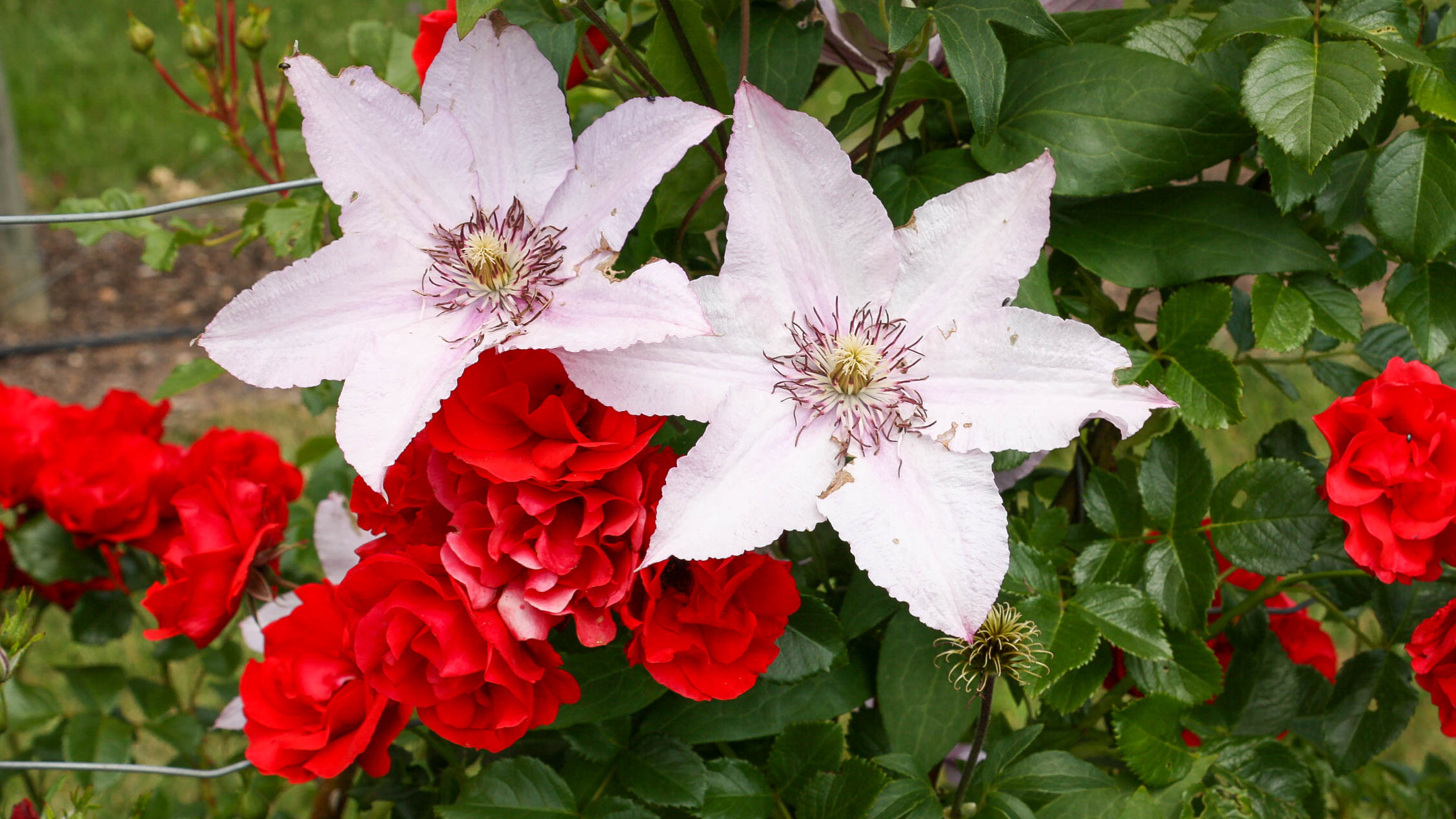 Clematis mit Rosen