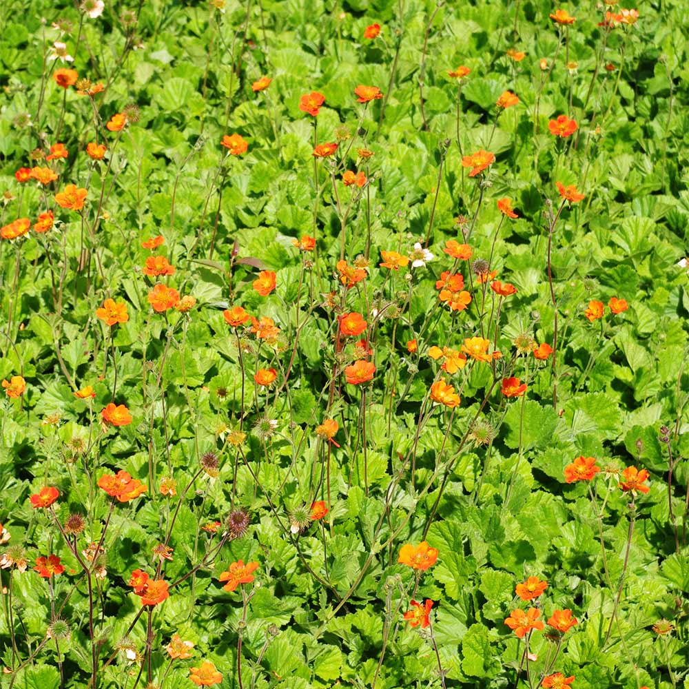 Nelkenwurz 'Borisii'