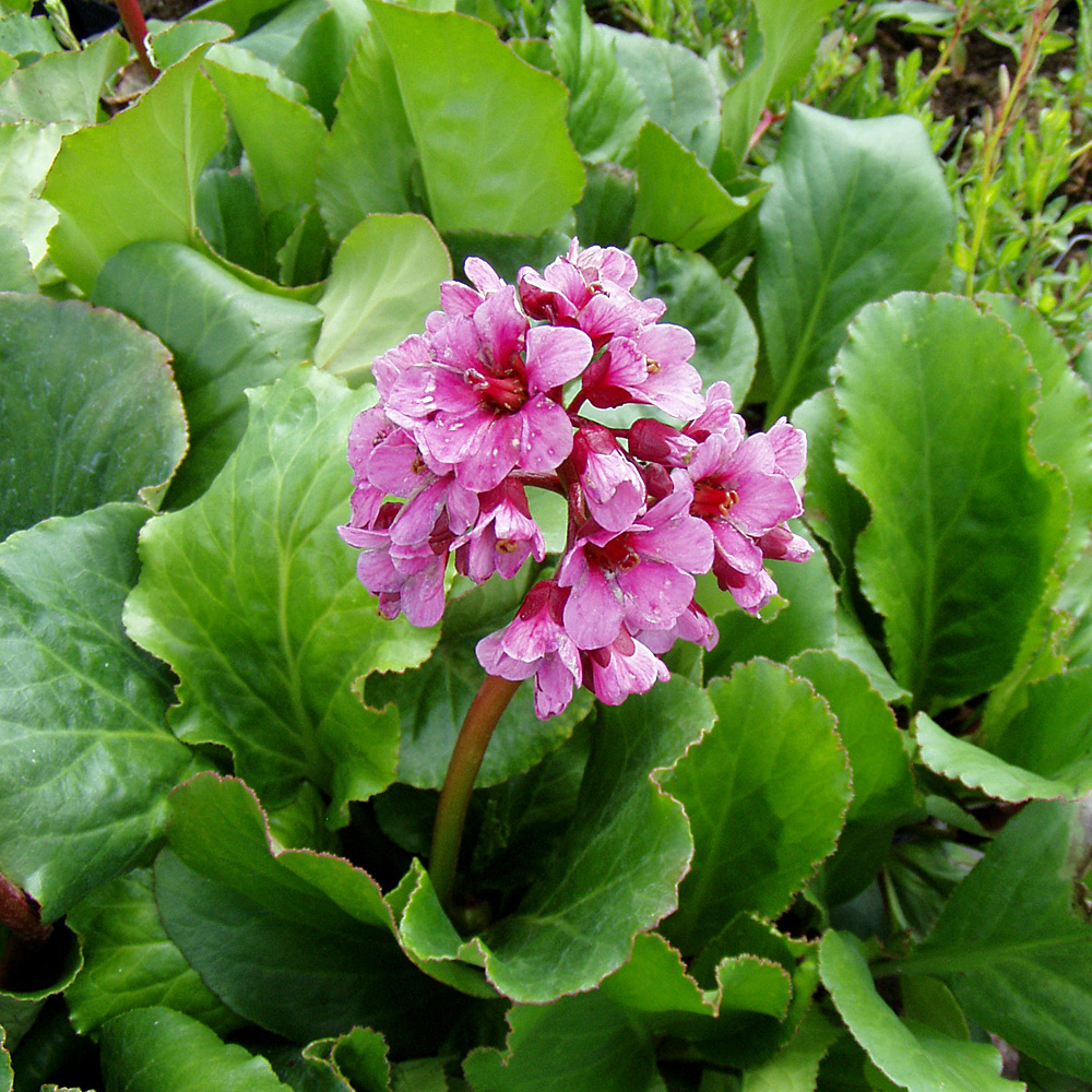 Bergenie, Blattschuckstaude, Frühjahr