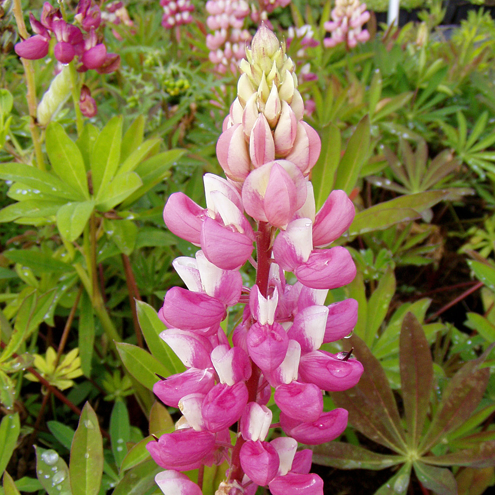 Lupine Schlossfrau, Lupinus, Beetstaude