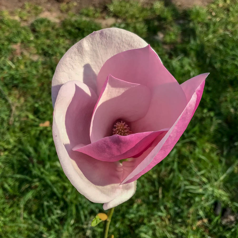 Magnolie 'Cameo'