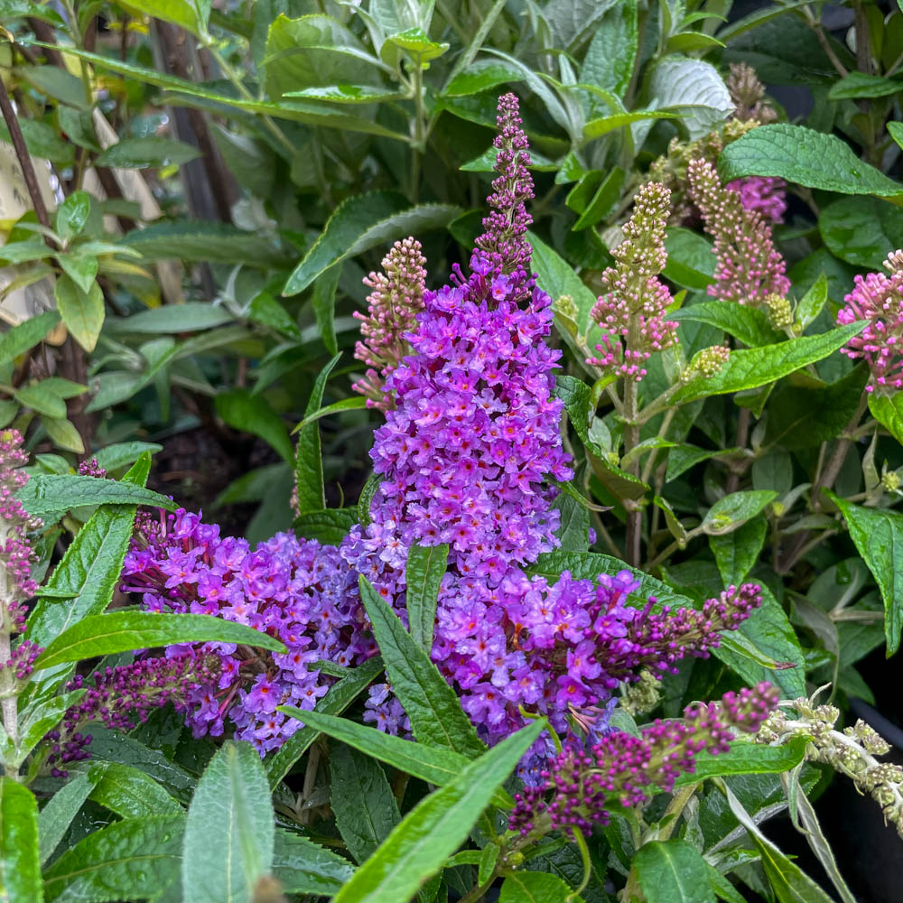 Zwerg Sommerflieder Butterfly Candy 'Little Lila'