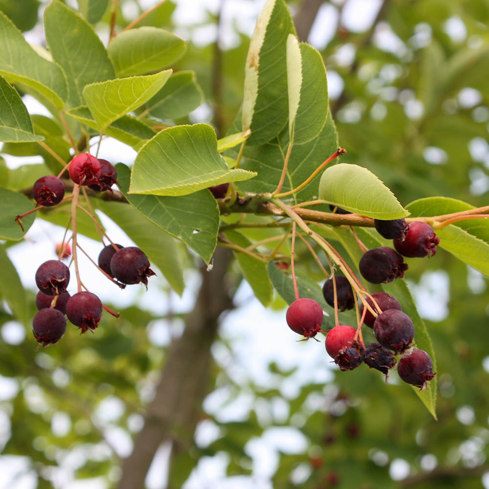 Felsenbirne 'Prince William'