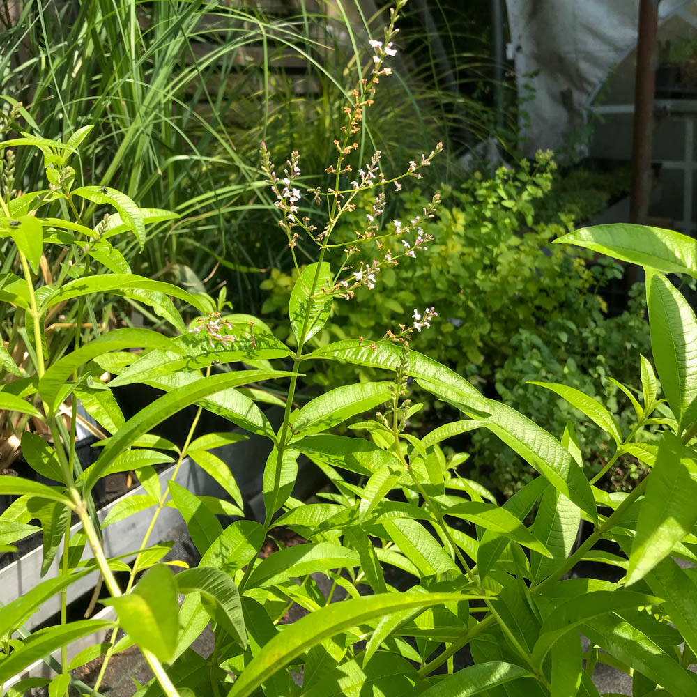 Zitronenverbene