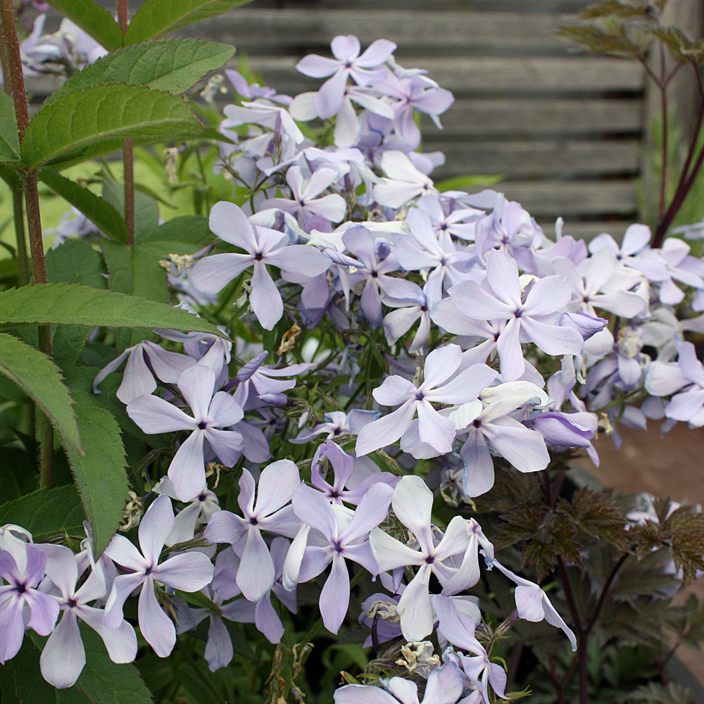 Wald Phlox 'Clouds of Perfume'