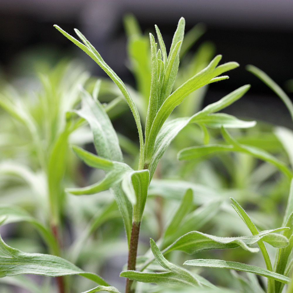 Estragon, Französchier Estragon, Artemisia, Gewürz