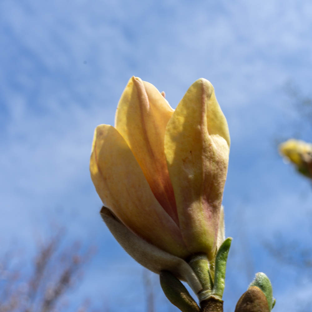 Magnolie 'Flamingo'